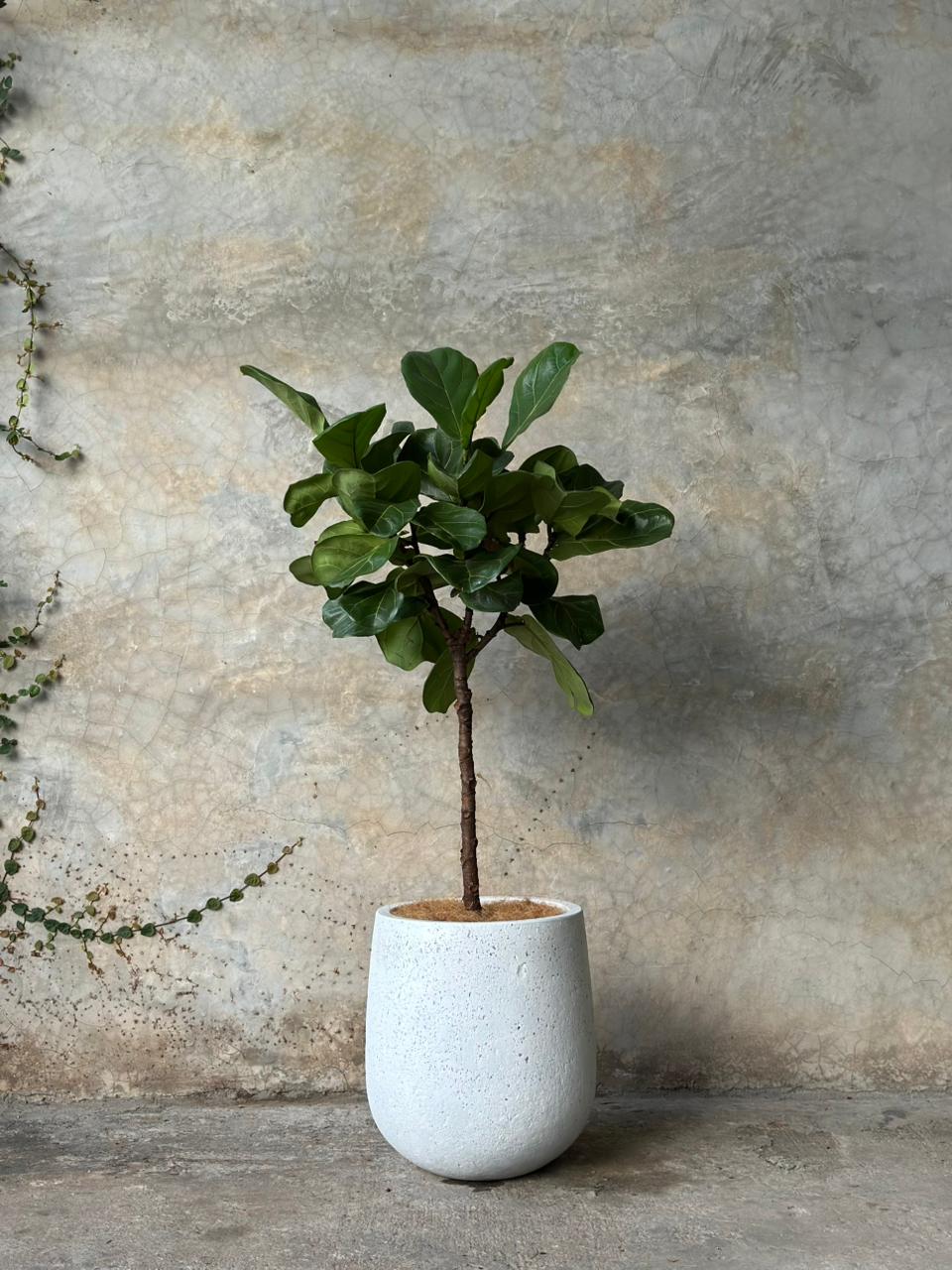 FICUS LYRATA + CORTEZA CHICO