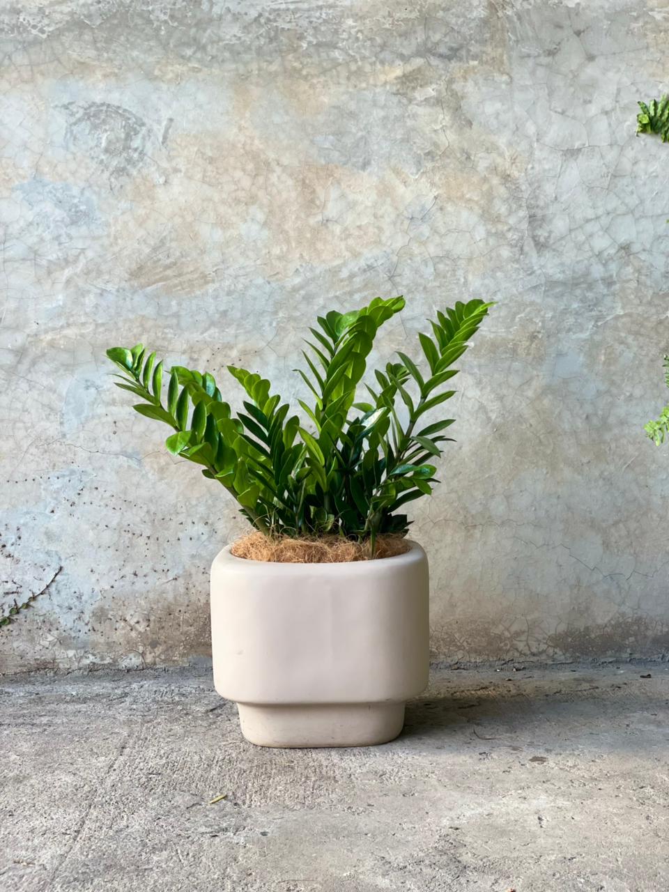 ZZ MILLONARIA + POTE MALVA