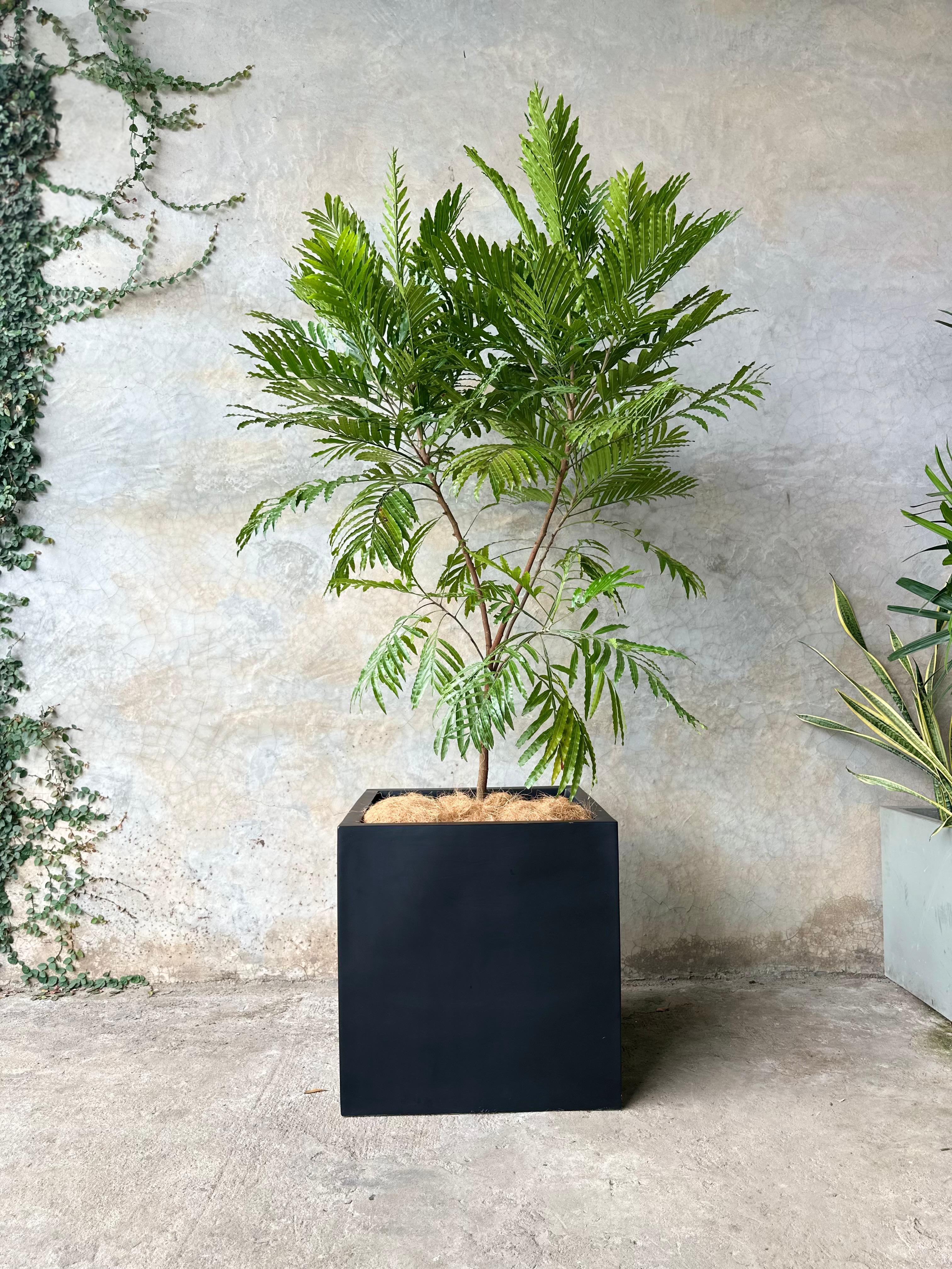 JAPANESE FERN + POTE NIDO