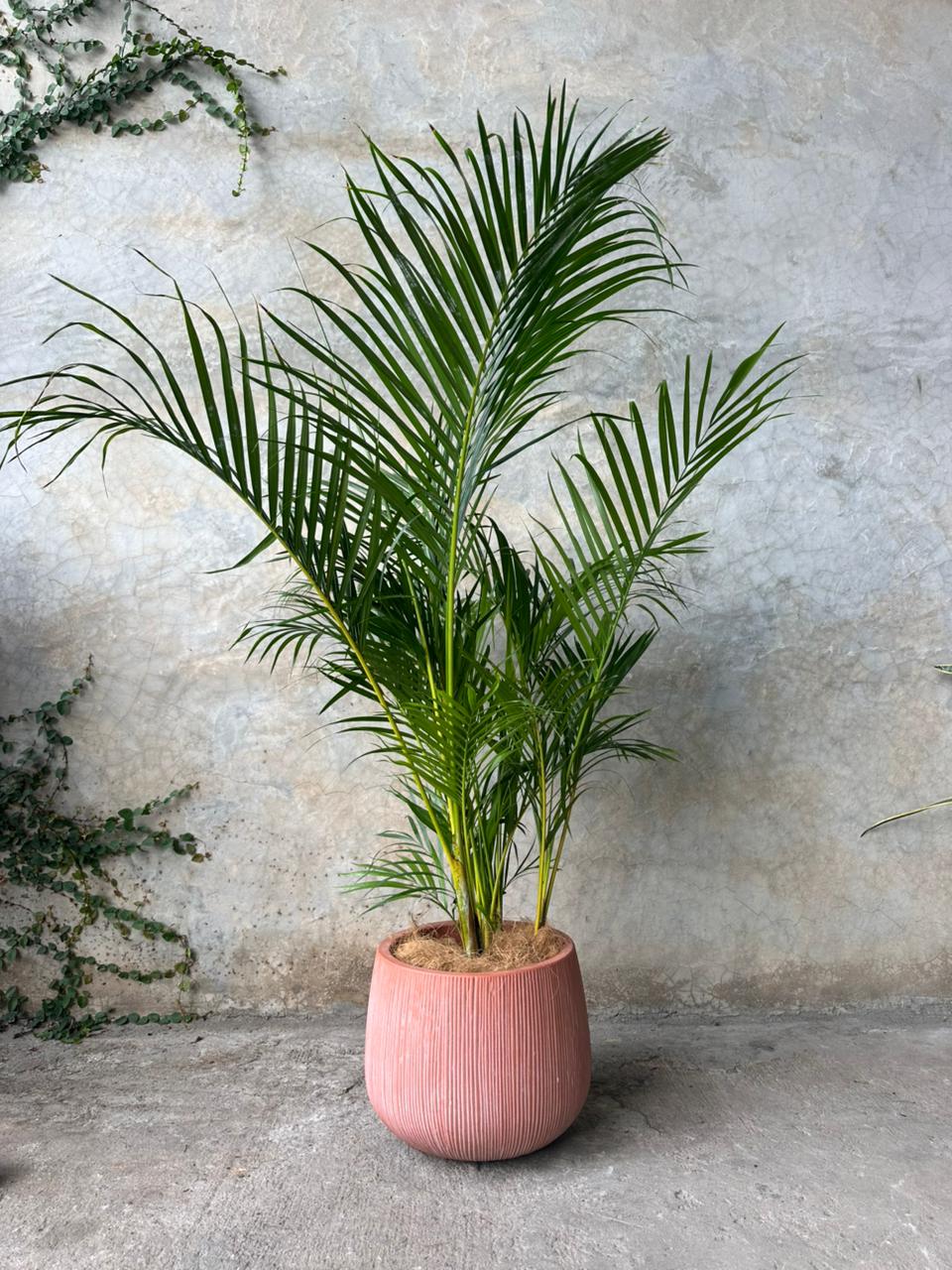 SALE TERRACOTA (MEDIANO)