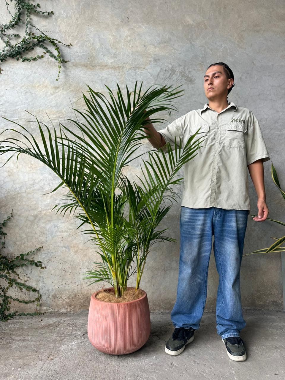 SALE TERRACOTA (MEDIANO)