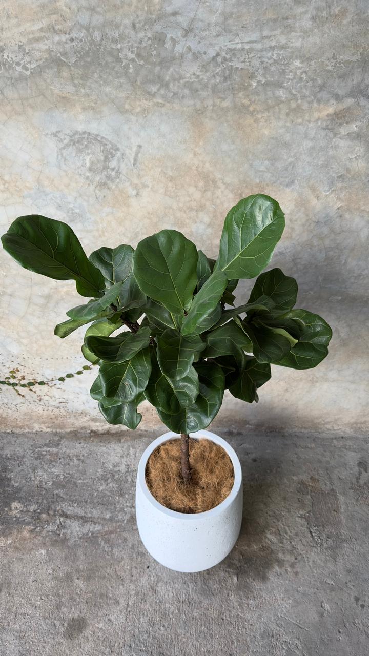 FICUS LYRATA + CORTEZA CHICO