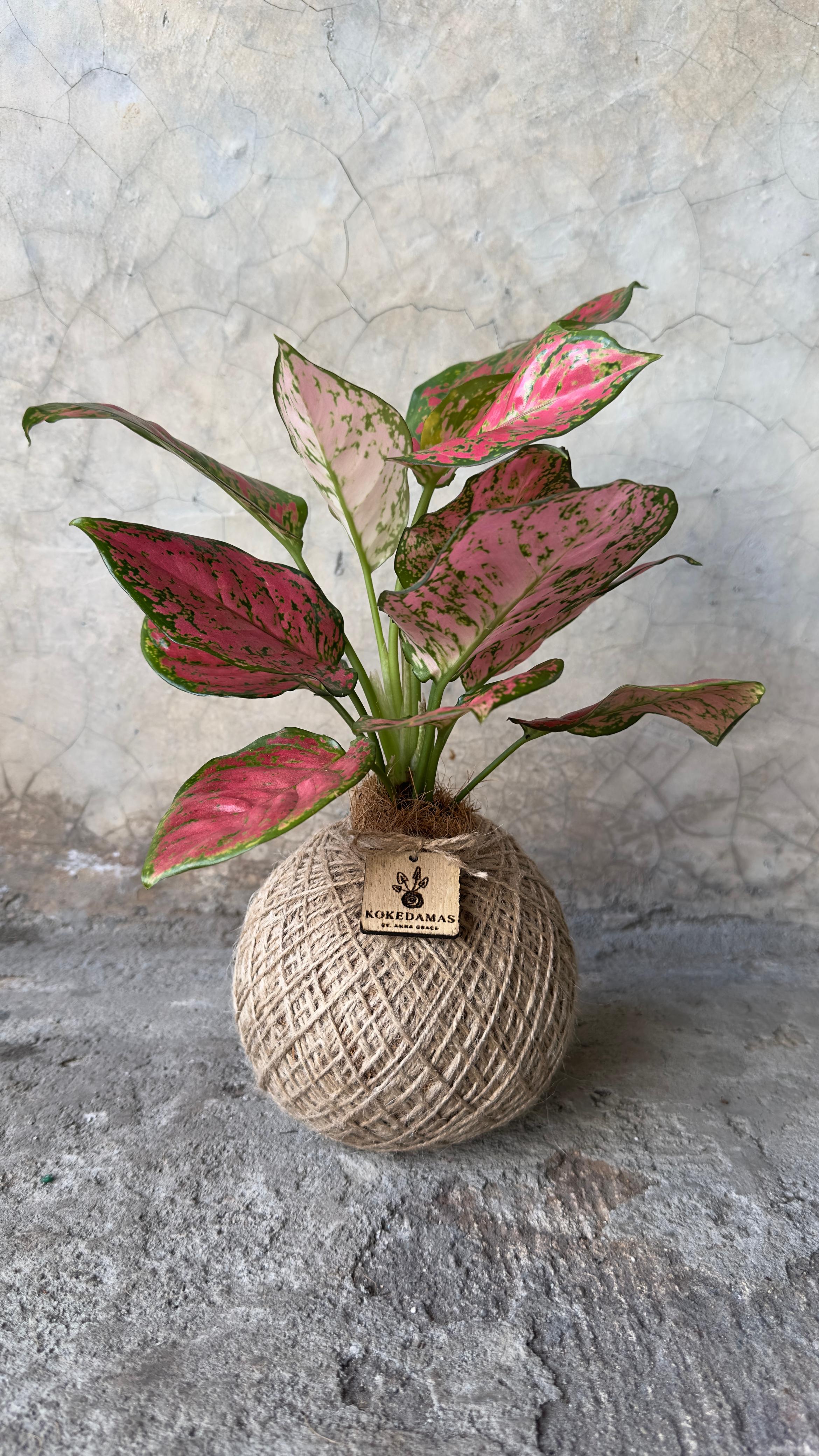 Kokedama Aglaonema Roja