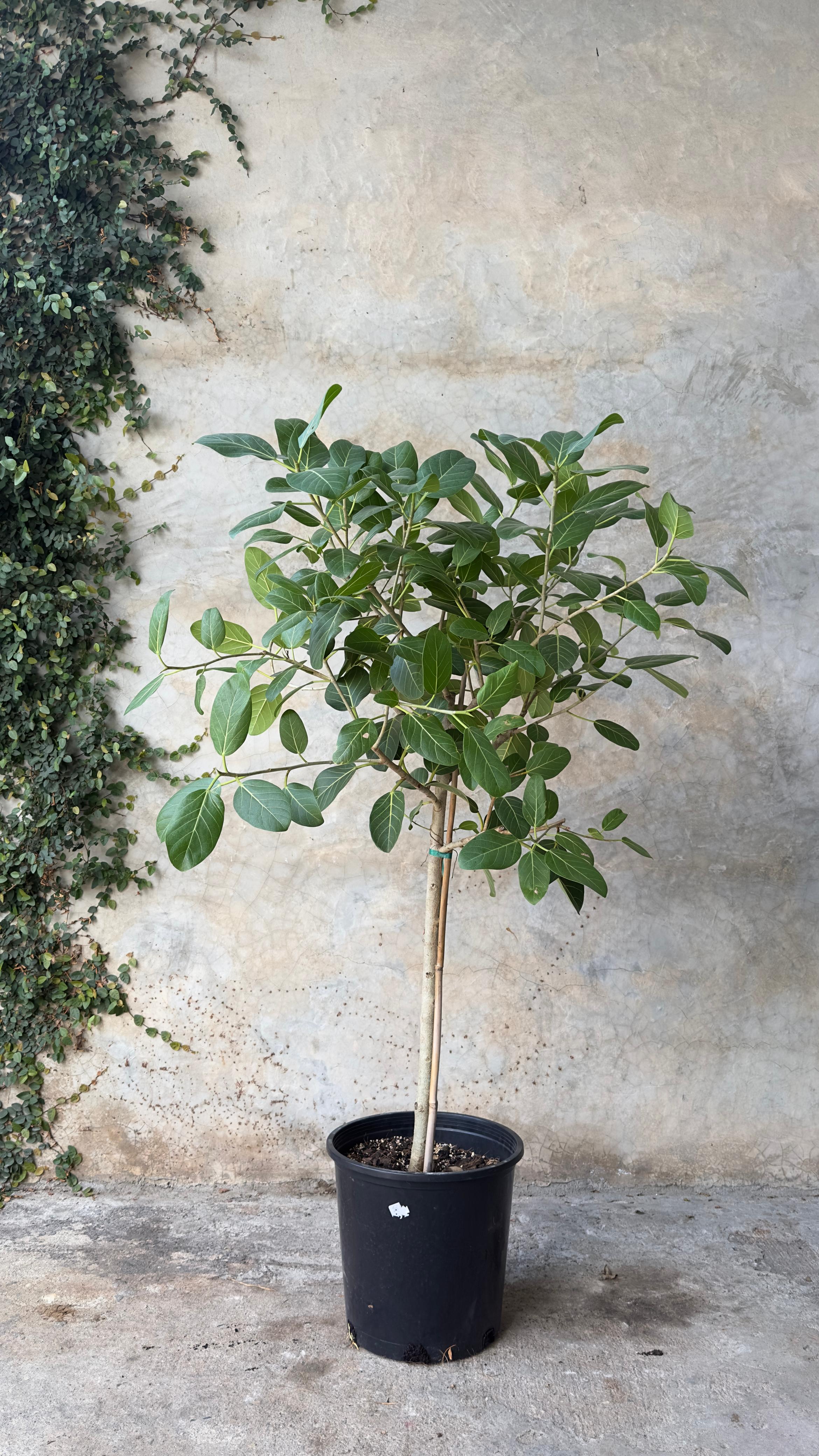 FICUS AUDREY