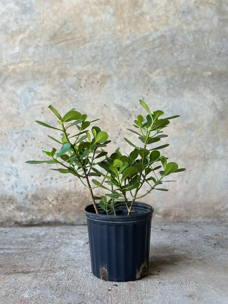 CLUSIA DE HOJA PEQUEÑA + CALI