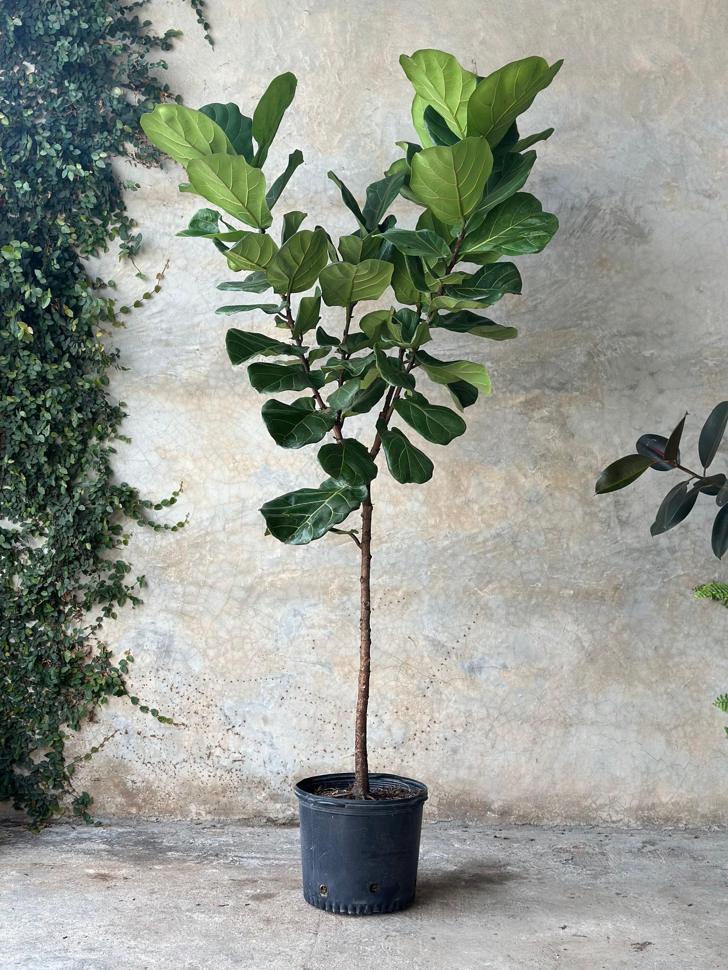 FICUS LYRATA