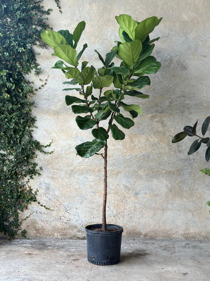 FICUS LYRATA