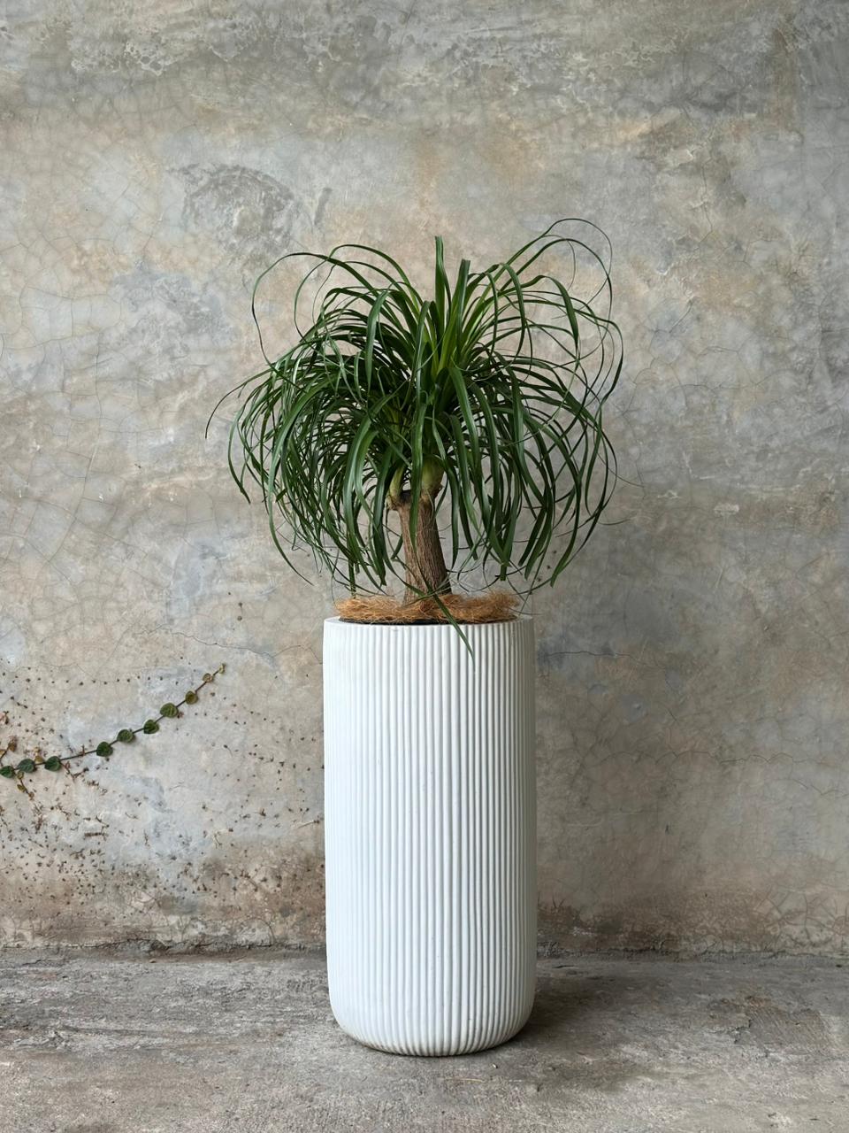 Pony Tail + Alma Mediano