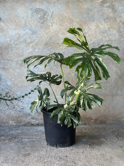 MONSTERA THAI CONSTELATION
