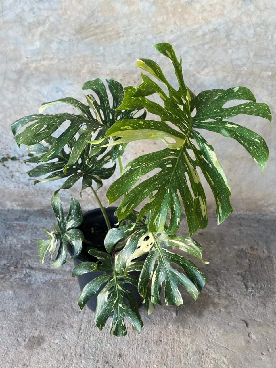 MONSTERA THAI CONSTELATION