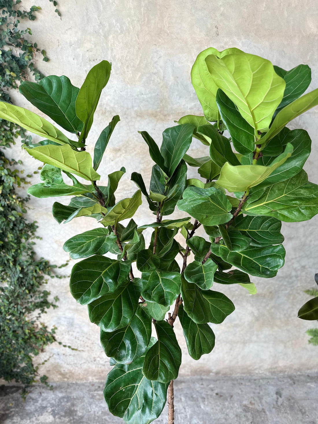 FICUS LYRATA