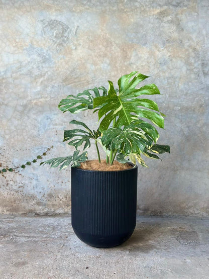 MONSTERA THAI CONSTELLATION + CARBON CHICO