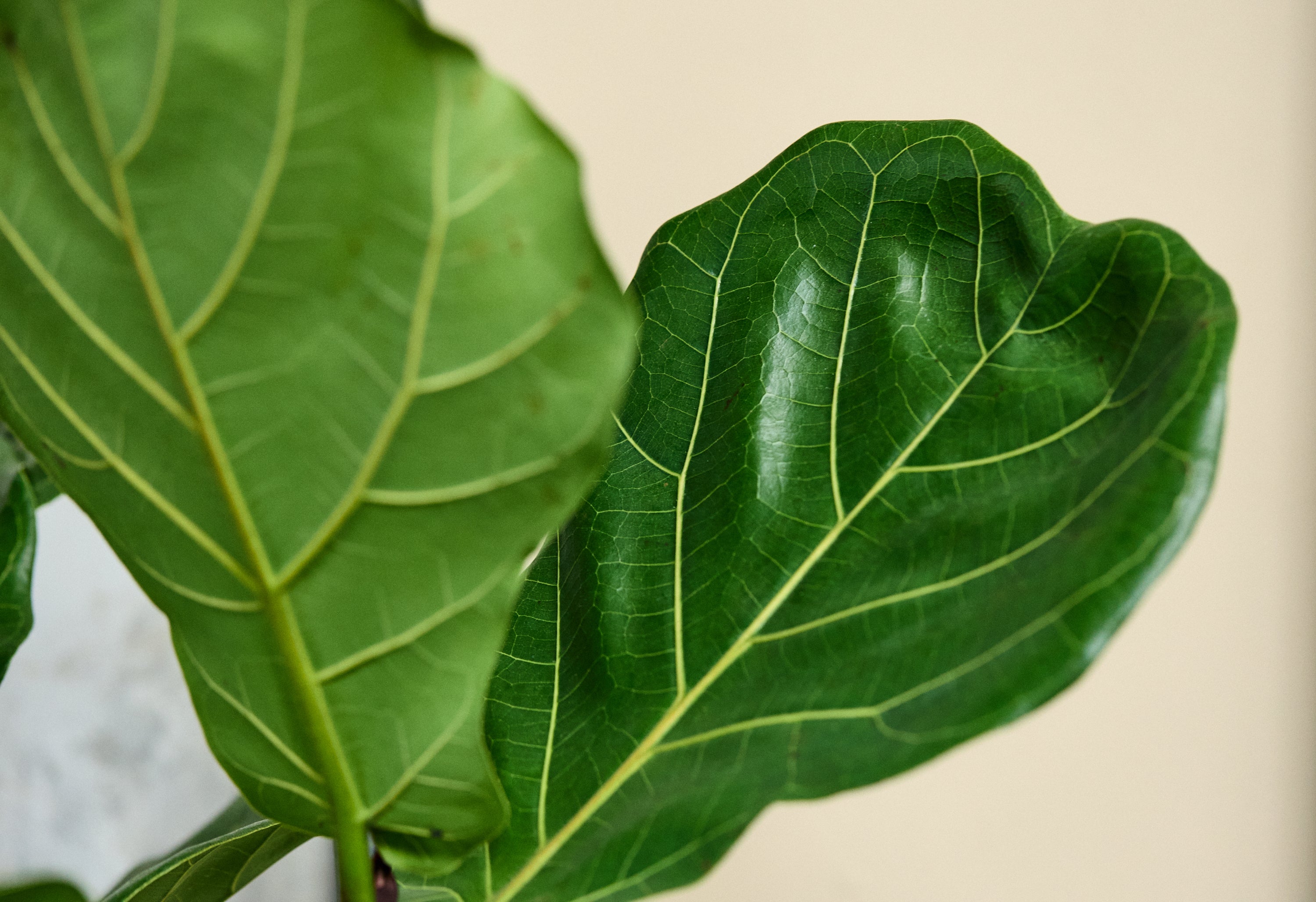 <h3><em>Limpia tus hojas</em></h3><p>Usa un trapo húmedo cada 2 meses. Esto ayuda a que las hojas se mantengan brillantes y ayuda a evitar plagas.<br/></p>