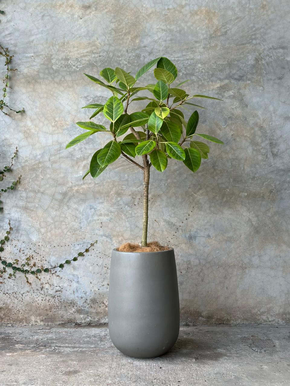 FICUS LEMON LIME + DALIA MEDIANO