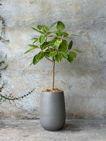 FICUS LEMON LIME + DALIA MEDIANO