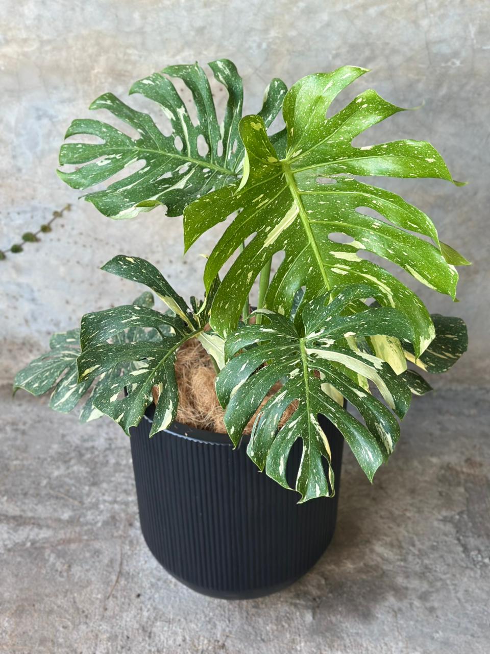 MONSTERA THAI CONSTELLATION + CARBON CHICO
