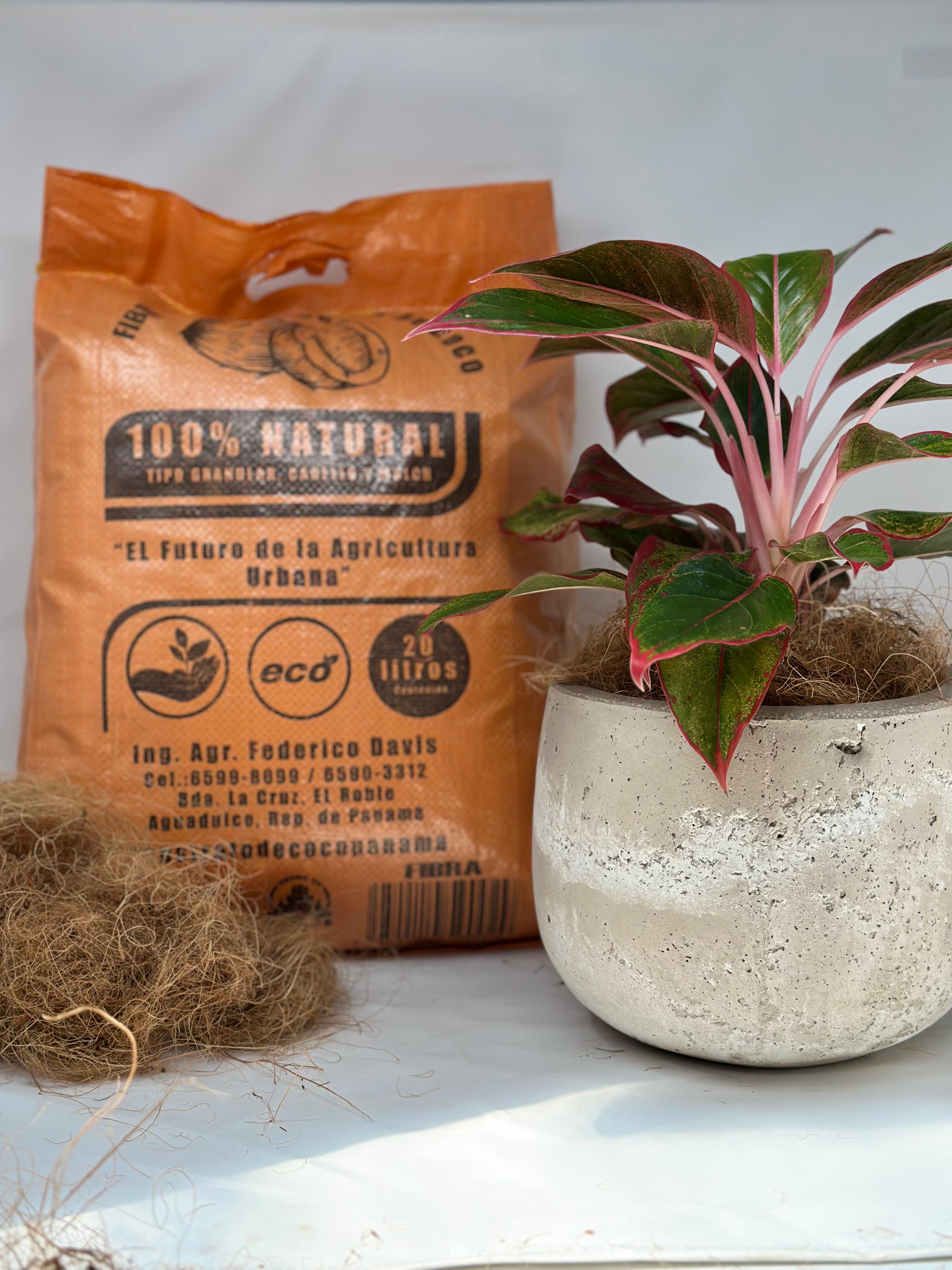 <h3><em>Fertiliza cada 4-6 semanas</em></h3><p>Usa un abono para planta  de interiores. Esto ayuda a que la planta de mantenga fuerta y sana para un crecimiento optimo.</p>