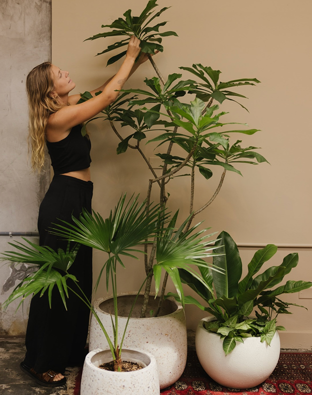 VISITA PLANT STYLING