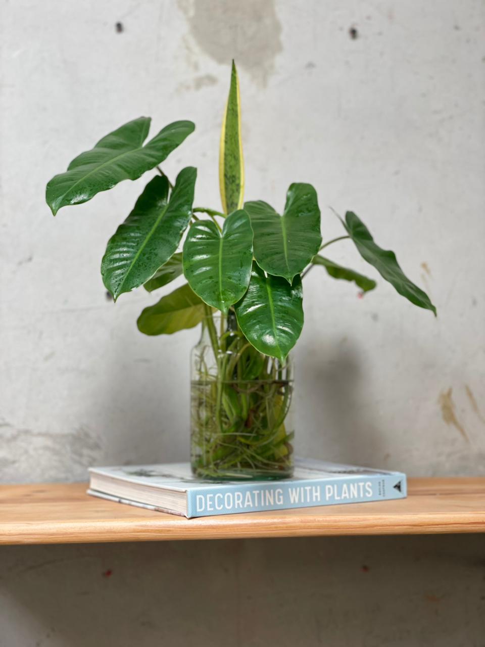 PHILODENDRON HIDROPONICA