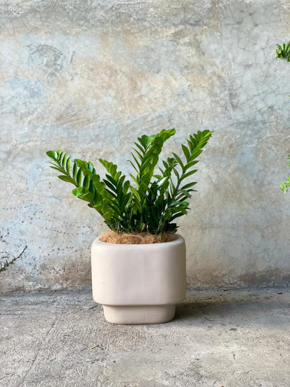 ZZ MILLONARIA + POTE MALVA