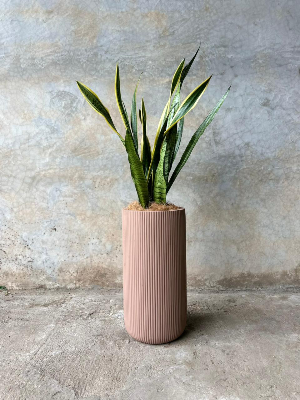 SANSEVIERA + NUEZ MEDIANO