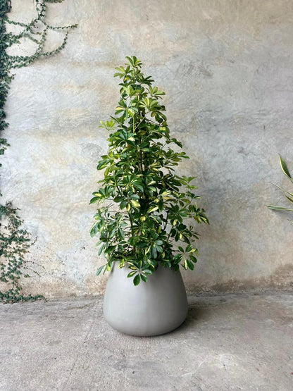SCHEFFLERA + POTE AURA