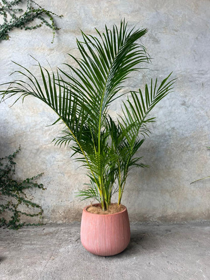 SALE TERRACOTA (MEDIANO)