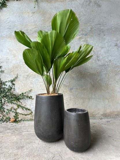 COMBO SALE LARA (MEDIANO + CHICO)
