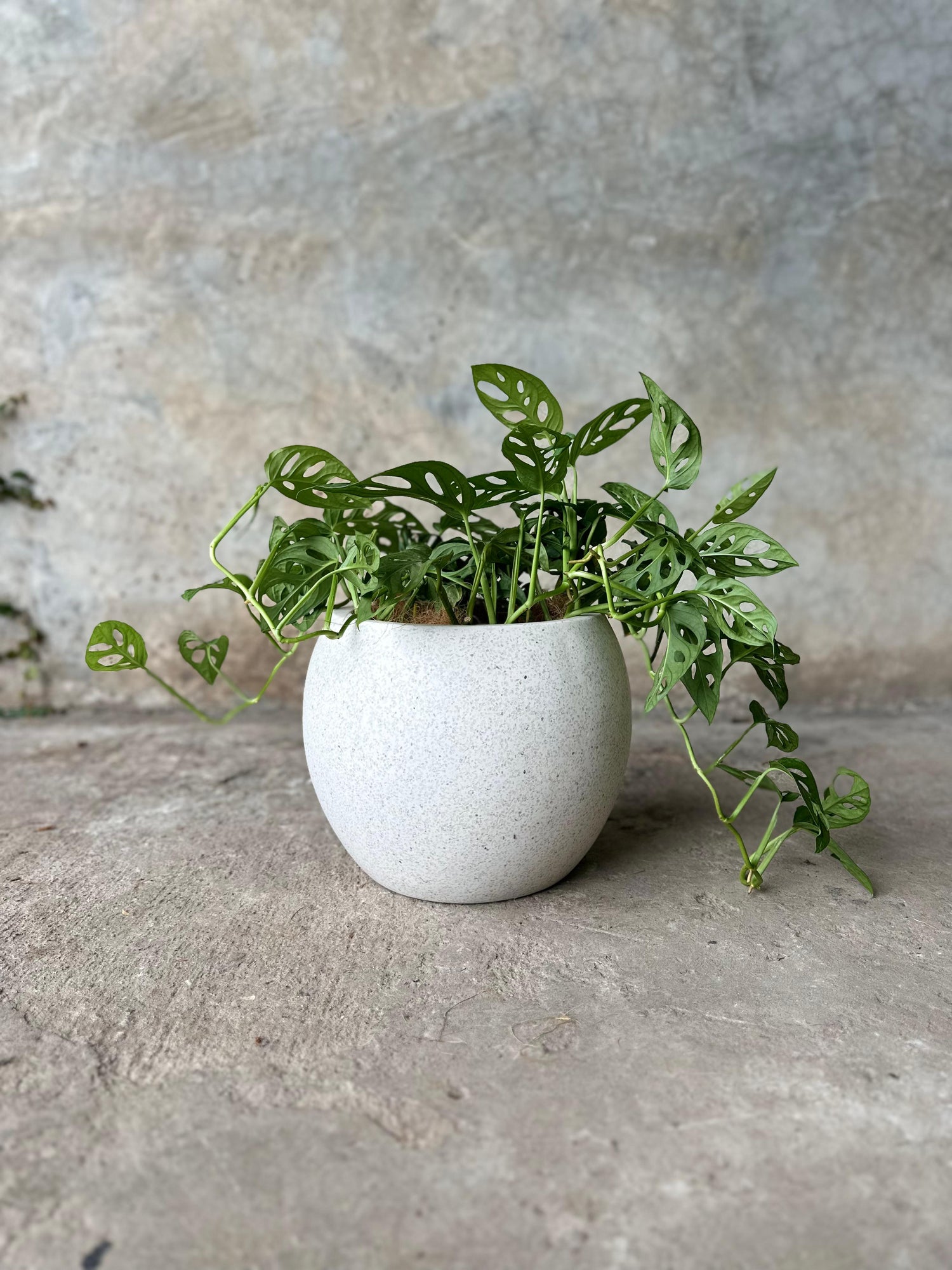 SALE CIELO TERRAZO (MINI)