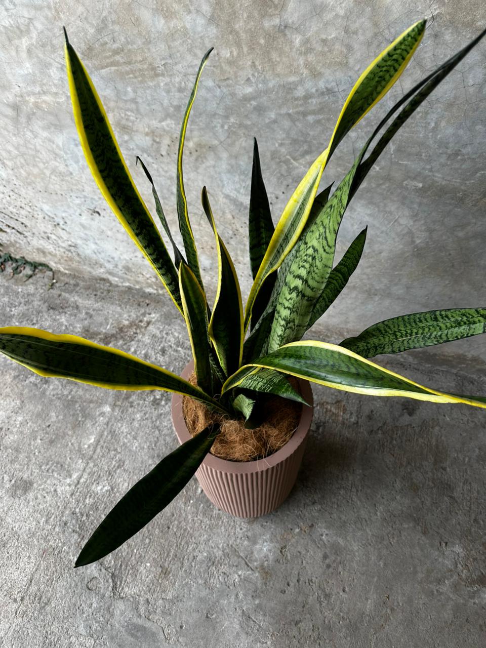 SANSEVIERA + NUEZ MEDIANO