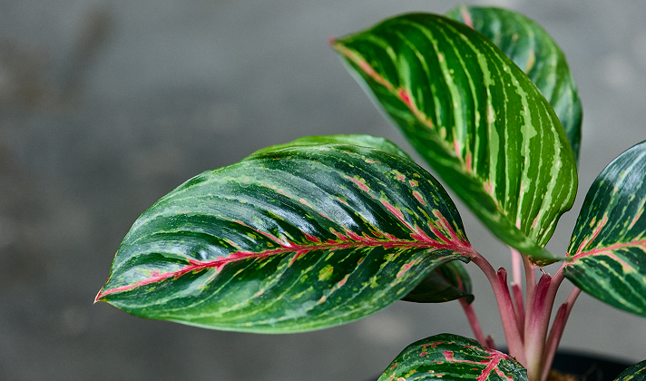<h3><em>Dale luz brillante e indirecta</em></h3><p>Colócala cerca de una ventana donde reciba claridad sin sol directo fuerte. La luz adecuada es el 80% del éxito.<br/></p>