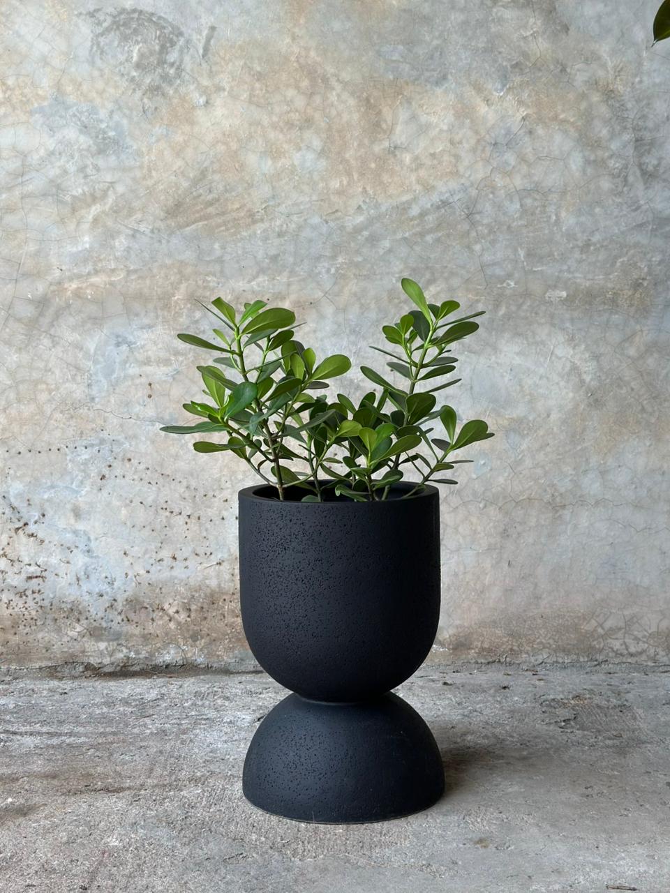 CLUSIA DE HOJA PEQUEÑA + CALI