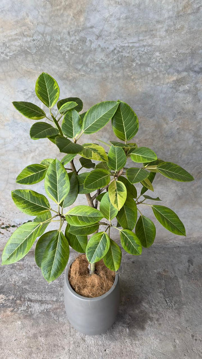 FICUS LEMON LIME + DALIA MEDIANO
