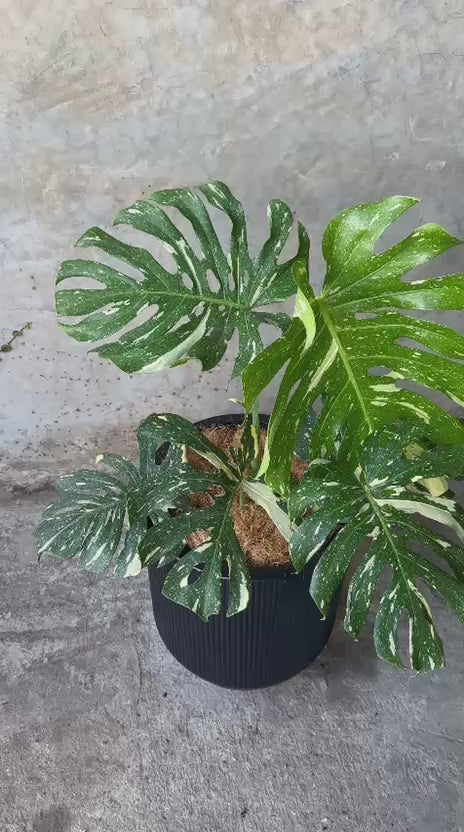 MONSTERA THAI CONSTELLATION + CARBON CHICO