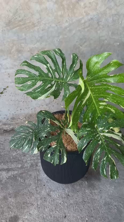 MONSTERA THAI CONSTELLATION + CARBON CHICO