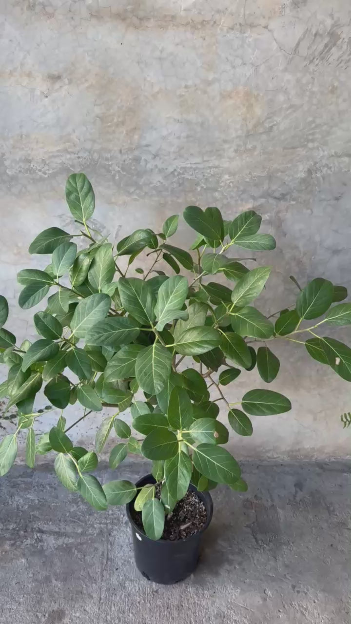 FICUS AUDREY