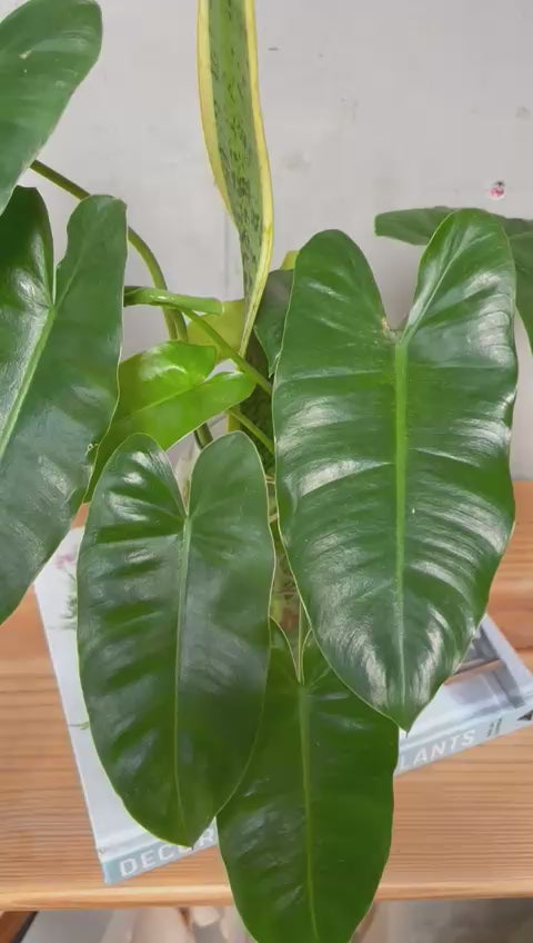 PHILODENDRON HIDROPONICA