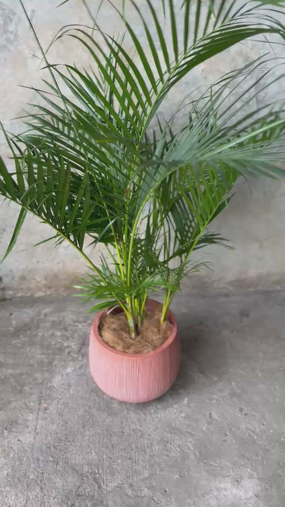 SALE TERRACOTA (MEDIANO)