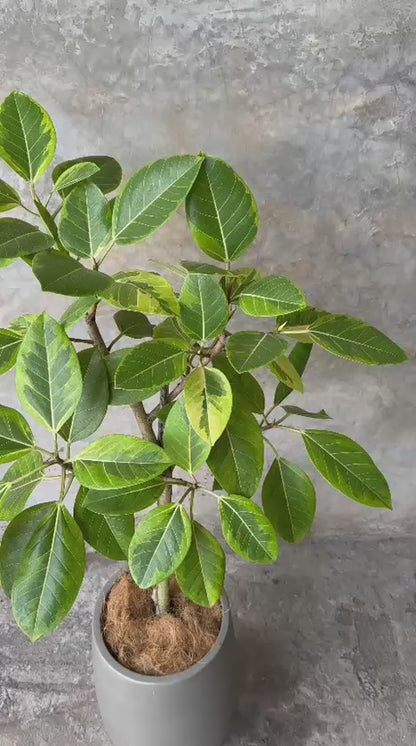 FICUS LEMON LIME + DALIA MEDIANO