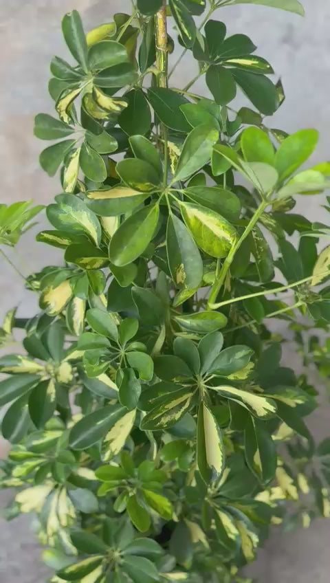 SCHEFFLERA + POTE AURA