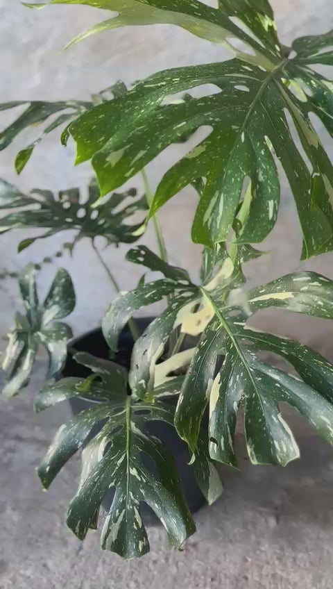 MONSTERA THAI CONSTELATION