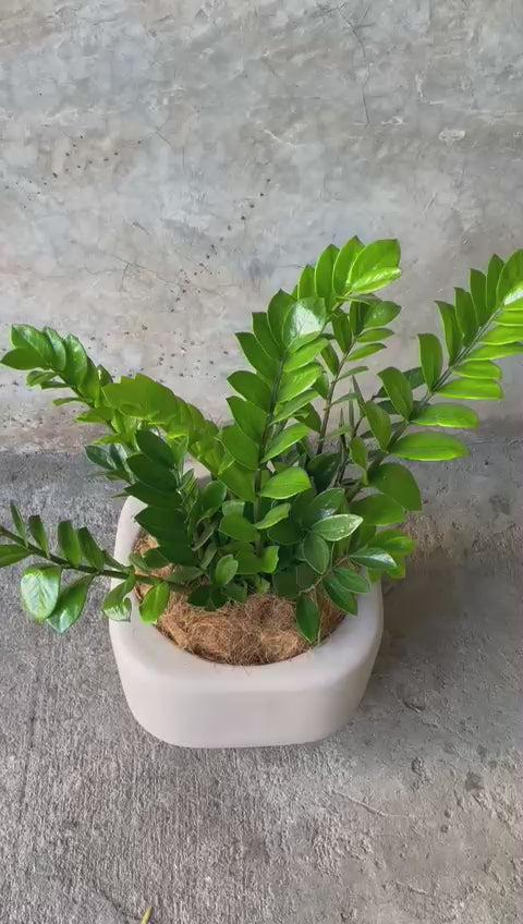ZZ MILLONARIA + POTE MALVA