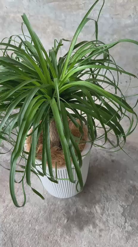 Pony Tail + Alma Mediano