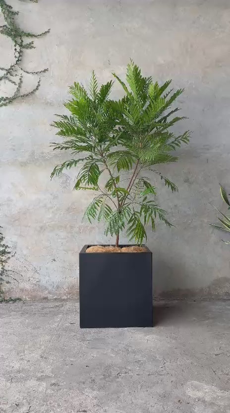 JAPANESE FERN + POTE NIDO