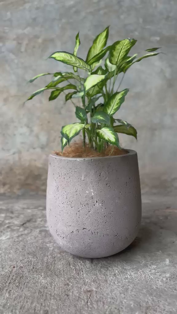 SALE LOLA (MINI)