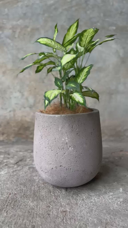 SALE LOLA (MINI)