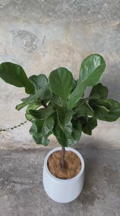 FICUS LYRATA + CORTEZA CHICO
